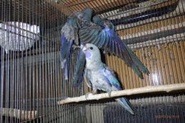 IN-4519　アカクサインコのブルー　