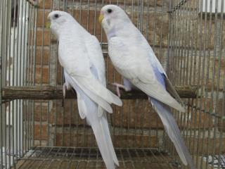 ｷｯﾄｳｺｺ ﾍﾟｯﾄ部/商品詳細 IN-2344 ｾｷｾｲｲﾝｺ若のﾎﾜｲﾄｳｲﾝｸﾞ雄雌で№2