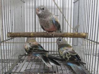 In 3035 アキクサインコ若 ブルーオパーリンの雄雌で キットウココ ペット部
