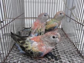 In 3035 アキクサインコ若 ブルーオパーリンの雄雌で キットウココ ペット部
