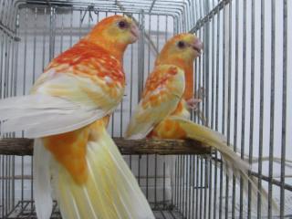 IN-3041 美声インコ オレンジパステル若の雄 1羽の価格 | キットウココ