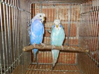 IN-1525 ハゴロモセキセイインコの雄雌で | キットウココ ペット部