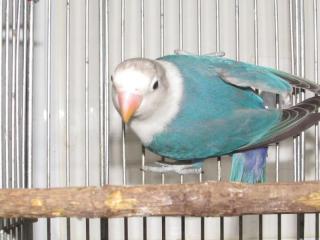 IN-2763 ルリコシボタンインコのブルー 若雄っぽい | キットウココ