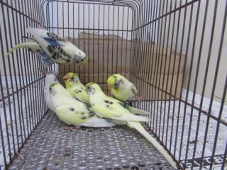 IN-3042 黄勝ち4色ハルクインセキセイインコ ♂ | キットウココ ペット部
