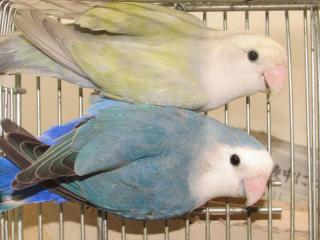 In 3046 色変わりコザクラインコ 2羽で キットウココ ペット部 In 3046 色変わりコザクラインコ 2羽で キットウココ ペット部