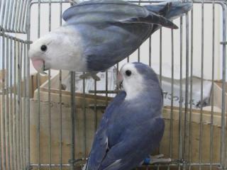IN-3047 色変わりコザクラインコ ♂♀?2羽で | キットウココ