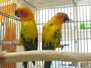 ワカケホンセイインコ - Wikipedia