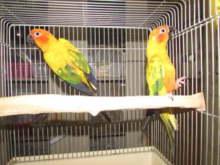 IN-2349 コガネメキシコインコの雄雌で | キットウココ ペット部