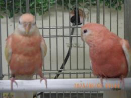 IN-4318　アキクサインコ・ルビノー　若の雄雌で
