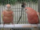 IN-4318　アキクサインコ・ルビノー　若の雄雌で