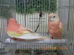 IN-4318　アキクサインコ・ルビノー　若の雄雌で
