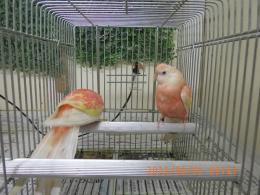 IN-4318　アキクサインコ・ルビノー　若の雄雌で