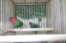 KOT-2751　24年生　ヒノマルチョウ　オス