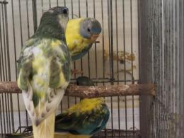 IN-3794　ヒムネキキョウインコ・クリアモーブオパーリンパイド　若