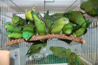 IN-570 サザナミインコ ノーマルグリーン | キットウココ ペット部