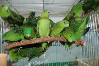 IN-570 サザナミインコ ノーマルグリーン | キットウココ ペット部