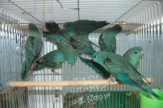 IN-572　サザナミインコ　ブルー