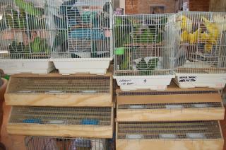 IN-572　サザナミインコ　ブルー