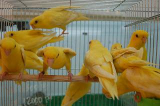 In 574 サザナミインコ ルチノー キットウココ ペット部 In 574 サザナミインコ ルチノー キットウココ ペット部