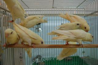 IN-575 サザナミインコ クリーム種 | キットウココ ペット部