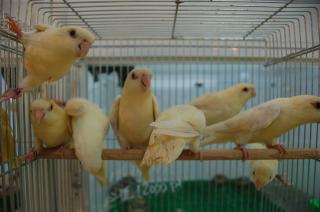 ヨウム　シルバー文鳥　サザナミインコ　　クリーム　グリーン濃・淡 最新画像になりますよ‼️クリーミーなマイペースさん