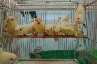 IN-575 サザナミインコ クリーム種 | キットウココ ペット部