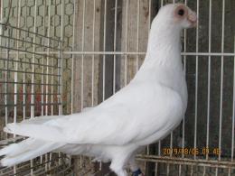 HT-822 観賞鳩「ドイツ鳩」 17年雌 | キットウココ ペット部