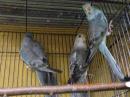 IN-4160　ビセイインコ・ブルー　若♀販売済