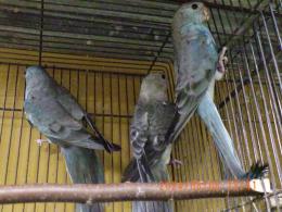 IN-4160　ビセイインコ・ブルー　若♀販売済