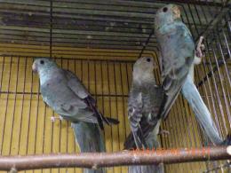 IN-4160　ビセイインコ・ブルー　若♀販売済