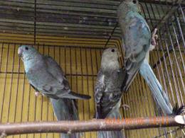 IN-4160　ビセイインコ・ブルー　若♀販売済