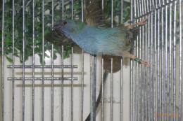 KOT-2753　チモールセイコウチョウ　メス1羽