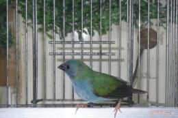 KOT-2753　チモールセイコウチョウ　メス1羽