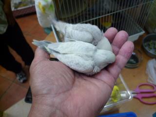 IN-1931 綺麗なレア物、セキセイインコの雛 | キットウココ ペット部