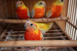 In 3644 当歳の若 キキョウインコ レッドバリード 1羽の価格 キットウココ ペット部