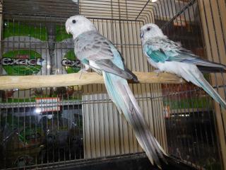 IN-1545 国産ビセイインコ・シルバーブルーのペア | キットウココ ペット部