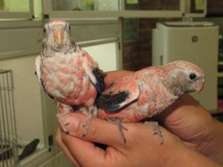 In 2765 生後2か月 アキクサインコ ローズの手乗り キットウココ ペット部 In 2765 生後2か月 アキクサインコ ローズの手乗り キットウココ ペット部