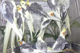 IN-4520　親物オカメインコ・パイド種1羽の価格