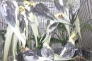 IN-4520　親物オカメインコ・パイド種1羽の価格