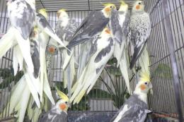 IN-4520　親物オカメインコ・パイド種1羽の価格