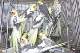 IN-4520　親物オカメインコ・パイド種1羽の価格