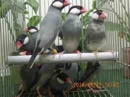 KOT-2879　弥冨産の桜文鳥　雄雌で