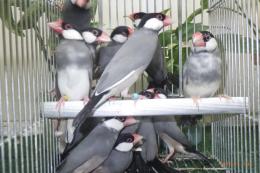 KOT-2879　弥冨産の桜文鳥　雄雌で