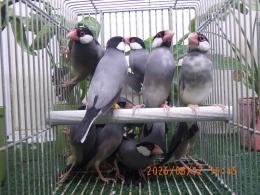 KOT-2879　弥冨産の桜文鳥　雄雌で