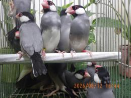 KOT-2879　弥冨産の桜文鳥　雄雌で