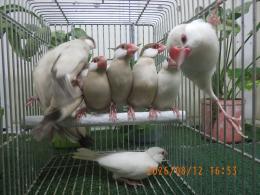 KOT-2880　シナモン・オパール文鳥　雄雌で