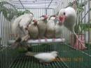 KOT-2880　シナモン・オパール文鳥　雄雌で