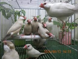 KOT-2880　シナモン・オパール文鳥　雄雌で