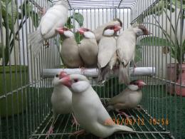 KOT-2880　シナモン・オパール文鳥　雄雌で