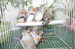 KOT-2881　体格の良いノーマルキンカチョウ　雄雌で
